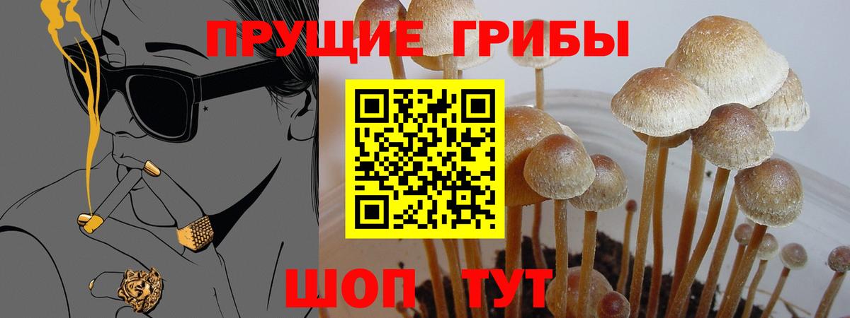 Галлюциногенные грибы GOLDEN TEACHER  Галлюциногенные грибы Psilocybe  Вход с VPN  Карпинск 